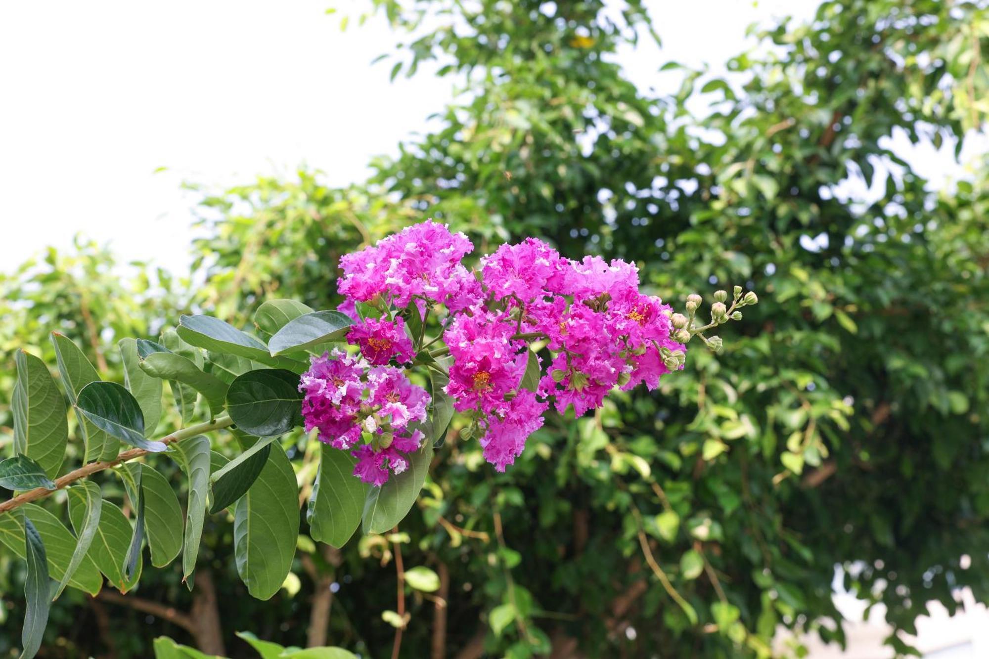פאן ראנג Hoan My Resort - Ninh Chu מראה חיצוני תמונה