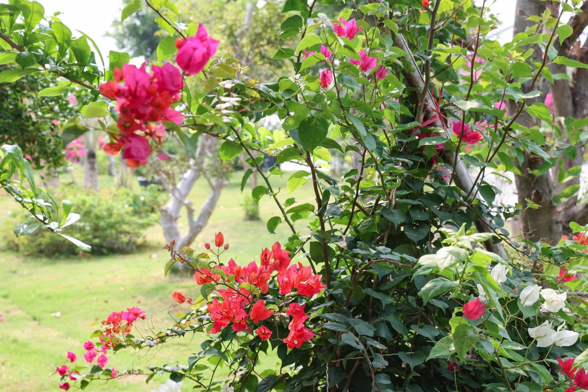 פאן ראנג Hoan My Resort - Ninh Chu מראה חיצוני תמונה